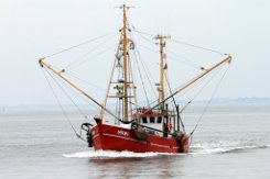 CUX 20 WIKING - 16m (ex) Fischkutter (Trawler) Fotodatum: 2015-07-12 Neuer Name: SC 20 WIKING Baujahr: 1970 | Breite: 4,82m Maschinenleistung: 172 KW