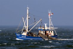 NOR 202 PIROLA - 17m Fischkutter (Trawler) Fotodatum: 2018-09-27 Baujahr: 1987 | Breite: 5,60m Maschinenleistung: 221 KW