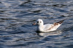 2024-08-25 | Lachmöwe Lachmöwe auf dem Nord-Ostsee-Kanal bei Sehestedt.