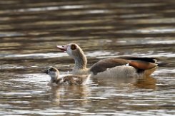 2024-09-15 | Nilgänse Zwei Nilgänse im Hafenbecken vom Hafen in Emden