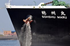 [Schiffe Spezial] SOHSHU MARU (3) Der LNG Tanker SOHSHU MARU läuft am 2025-04-2026 morgens in den Rotterdamer Hafen an, wird gedreht und legt am LNG Terminal an der Maasvlakte an.