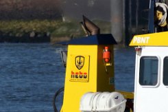 HEBO HEBO Maritiemservice niederländische Reederei mit Sitz in Zwartsluis Foto: CATHARINA 11 [IMO:8433435]