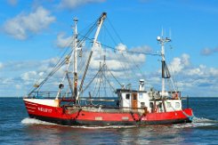 weiteres Foto: NEU 217 AURORA - 20m (aF 2019) Fischkutter (Trawler) - alte Lackierung Fotodatum: 2019-09-02 Baujahr: 1982 | Breite: 6,00m Maschinenleistung: 221 KW