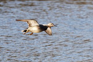 Natur & Tiere ... an Schifffahrtswegen, in Häfen und anderen Gewässern